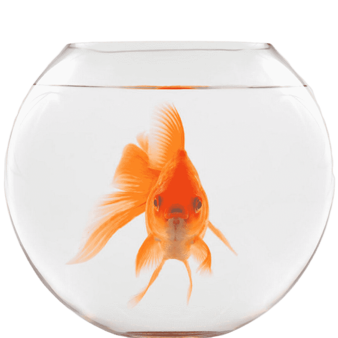 goldfish picture