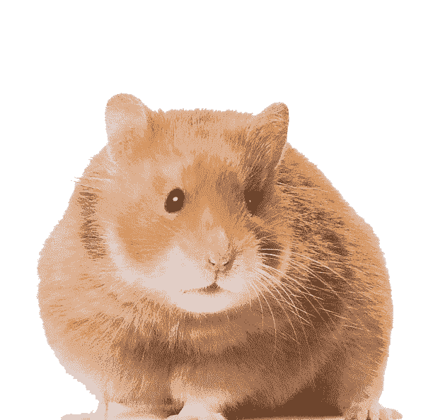 hamster picture