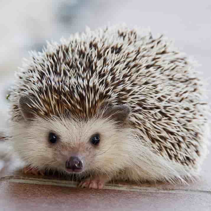 hedgehog picture