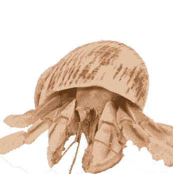 hermit crab picture