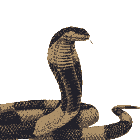 snake picture